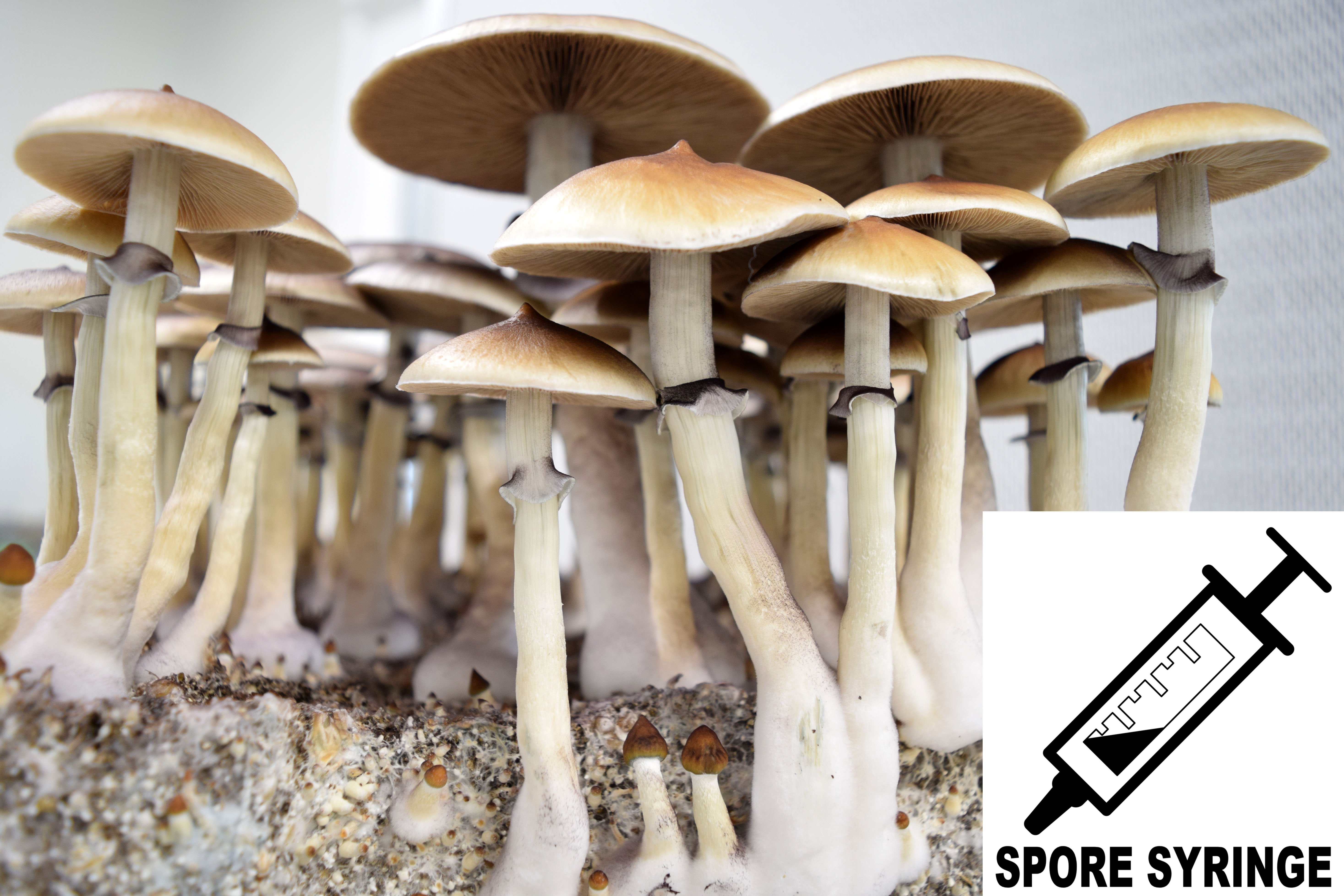 Psilocybe cubensis : Corumba Brazil Spore Syringe